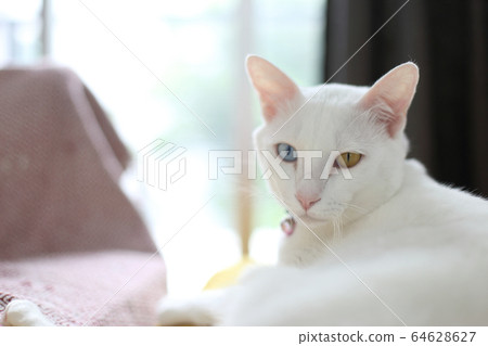 Cat Cat 64628627