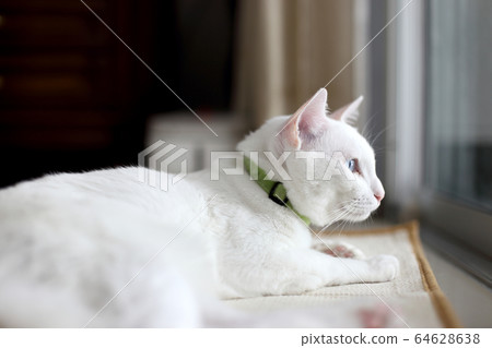 Cat Cat 64628638
