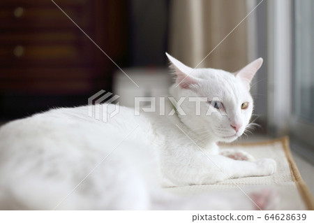 Cat Cat 64628639