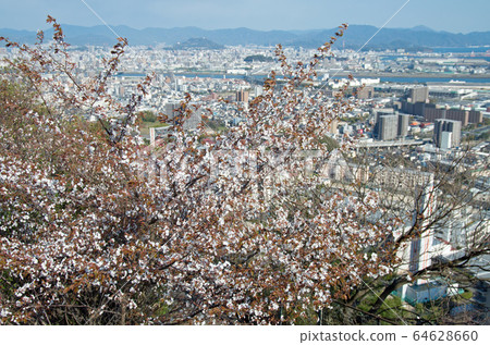 鈴鹿谷公園櫻花景觀 鈴鹿谷公園櫻花景觀 64628660