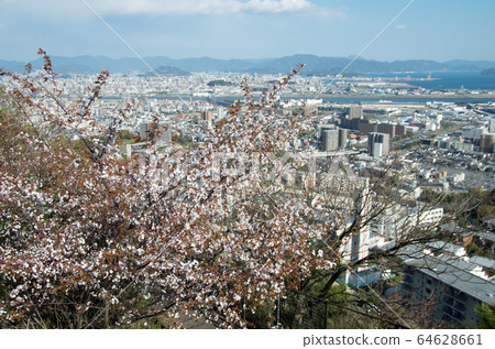 Suzugamine Park cherry blossom view Suzugamine Park cherry blossom view 64628661