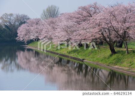 Cherry blossom trees in full bloom at the Fukuoka dam 64629134