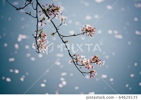 Sakura petals falling (Fukuoka weir) Sakura petals falling (Fukuoka weir) 64629135