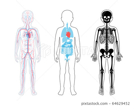 Internal structure of human child body
 64629452