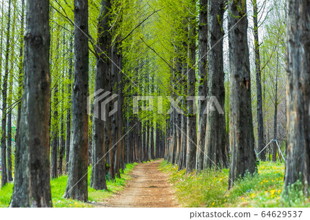 Light green metasequoia Light green metasequoia 64629537