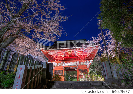 Rain cherry blossom viewing sound 64629627