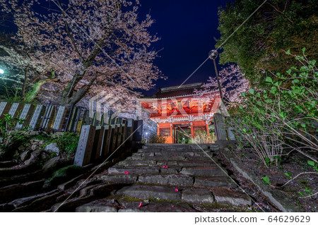 Rain cherry blossom viewing sound 64629629