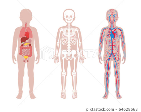 skeleton, vector, body 64629668