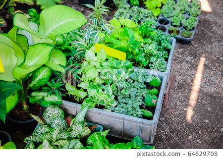 Dieffenbachia (Dumb Cane / Leopard Lily) and succulent plant in Plastic pots on tree market. 64629708