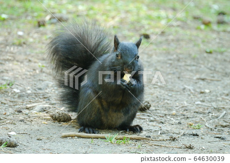 Squirre Squirre 64630039