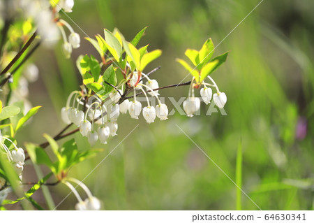 可愛的矮杜鵑花 可愛的矮杜鵑花 64630341