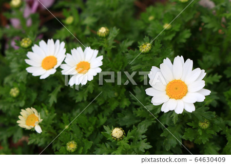 Margaret flowers that have begun to bloom in the spring flowerbed 64630409