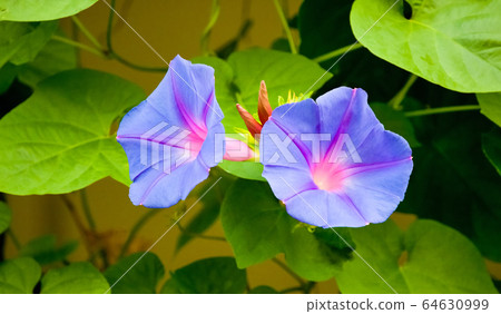 Two summer flowers, morning glory bloom. Precise description of bright colors. Please in the background. 64630999