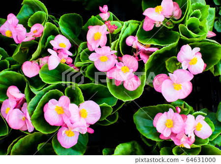 許多四季海棠都盛開了四個季節。 64631000