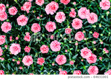 石竹(Nadeshiko)的花朵盛開。 石竹(Nadeshiko)的花朵盛開。 64631001