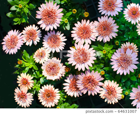 Many summer flowers (daisies) and osteospermum are in bloom. Please in the background. Many summer flowers (daisies) and osteospermum are in bloom. Please in the background. 64631007