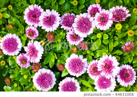 Many summer flowers (daisies) and osteospermum (purple) are in bloom. Please in the background. Many summer flowers (daisies) and osteospermum (purple) are in bloom. Please in the background. 64631008