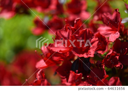 霧島杜鵑花 64631656
