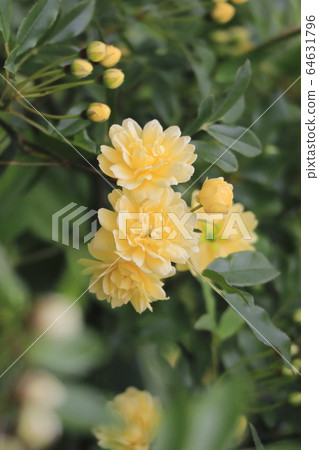 Yellow mokko rose 64631796