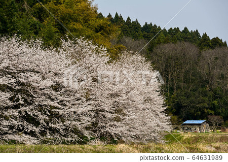 Cherry blossoms of Noto 64631989