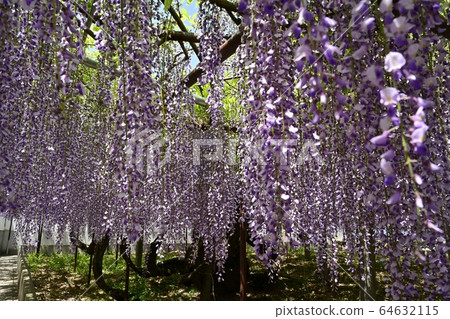 骨波多野紫藤 64632115