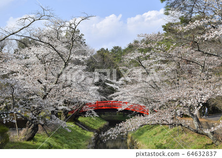 iga岡公園，一排櫻桃樹和鼓橋 64632837
