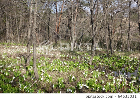 Mizubasho water basho 64633031