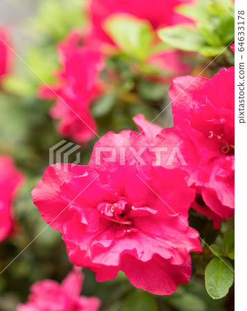 Azalea Azalea 64633178