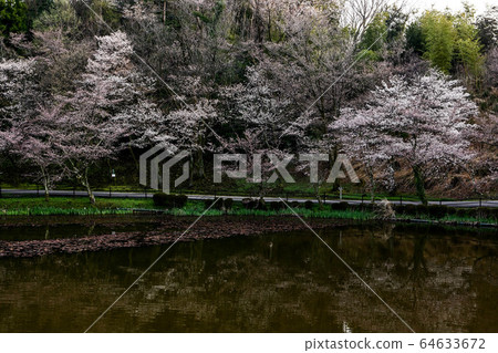 宇山山櫻 64633672