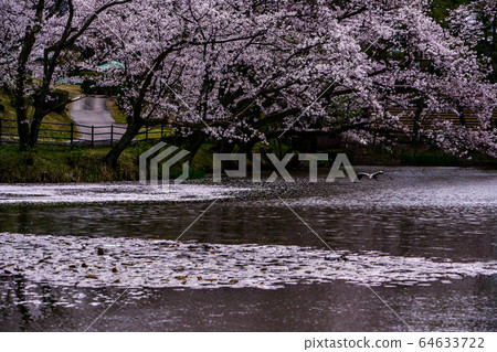 Sakura of Utatsuyama 64633722
