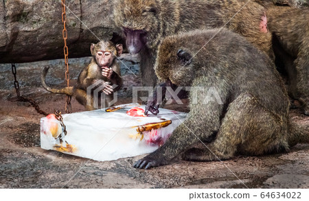 How to eat ice-cream snacks for parents and children of Mt. Baboon? How to eat ice-cream snacks for parents and children of Mt. Baboon? 64634022