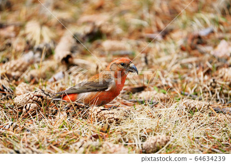 Ischa wild bird 64634239