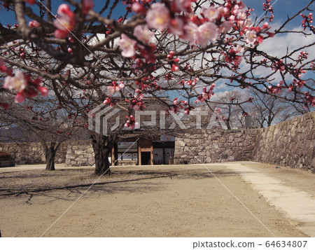 早春會津城堡遺址公園的櫻花和北塔 64634807