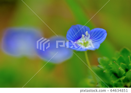 雜草開滿美麗的藍色花朵 雜草開滿美麗的藍色花朵 64634851
