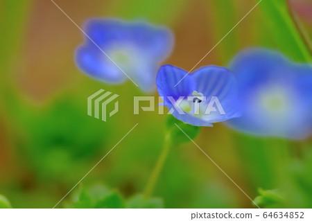 雜草開滿美麗的藍色花朵 雜草開滿美麗的藍色花朵 64634852