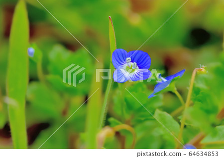 雜草開滿美麗的藍色花朵 雜草開滿美麗的藍色花朵 64634853