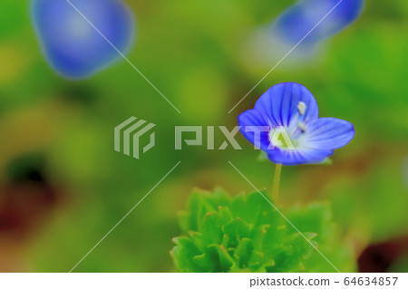 雜草開滿美麗的藍色花朵 64634857