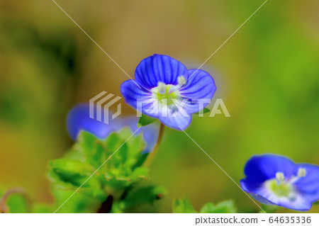 A weed that blooms with pretty blue flowers A weed that blooms with pretty blue flowers 64635336