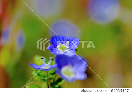 雜草開滿美麗的藍色花朵 雜草開滿美麗的藍色花朵 64635337