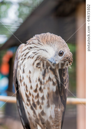 Red-tailed hawk are medium-sized hawks is a bird of prey that breeds 64635802