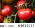 番茄家庭花園收穫時間 64635982