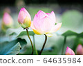 花朵 花 花卉 64635984