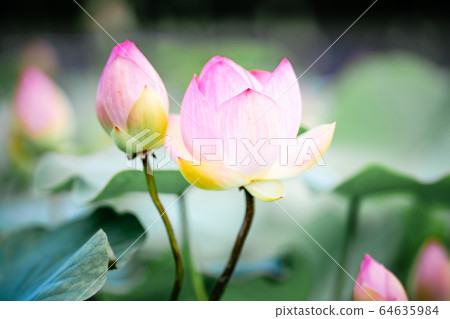 花朵 花 花卉 64635984