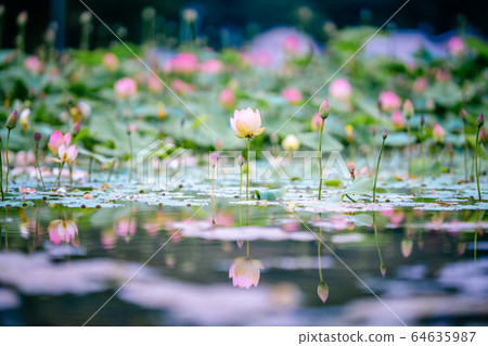 花朵 花 花卉 64635987