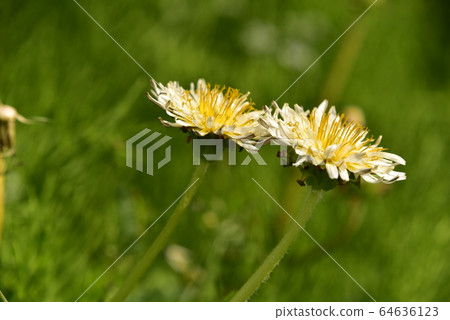 White flower dandelion 64636123