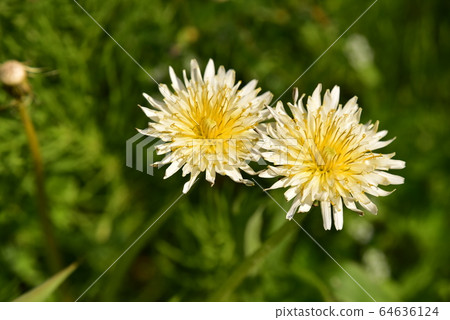 White flower dandelion 64636124