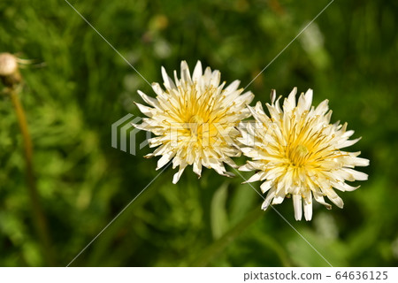 White flower dandelion 64636125