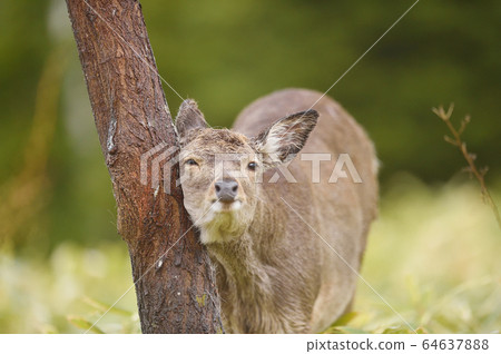 Ezo deer during the hair-replacement period when winter hair changes to summer hair (Shiretoko, Hokkaido) 64637888