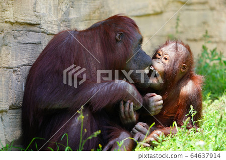 猩猩 猩猩 64637914