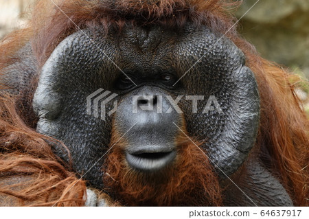 Orangutan 64637917